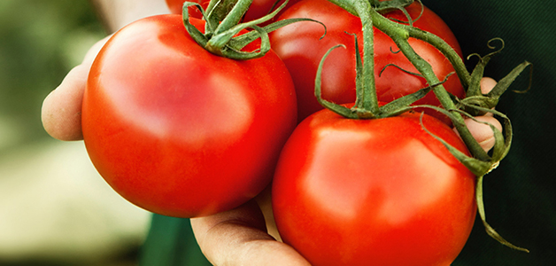  използване на домати