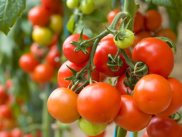  Какво може да се засади след домати