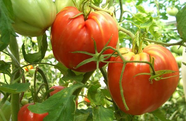  Сортове домати Кардинал