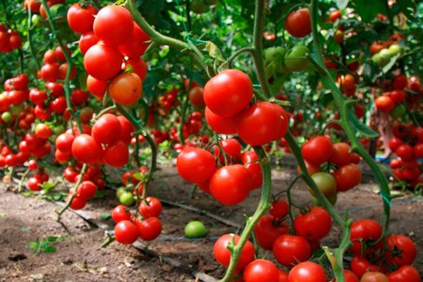  Селскостопанска обработка на домати