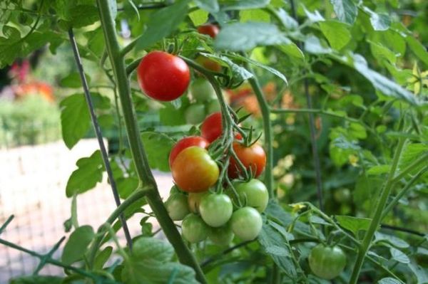  Сортове фито-флуороустойчиви домати