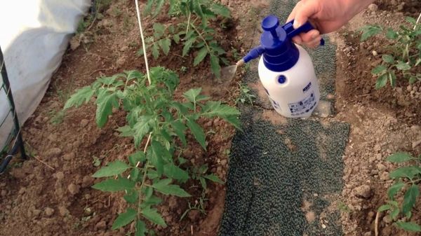  За домати е по-добре да се използва фосфорна нитрофоска