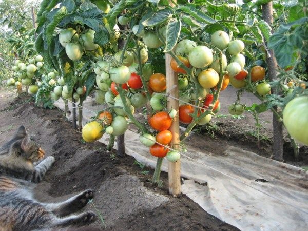 Дори в Сибир, засадени по метода на И. М.Масловските храсти от домати последователно дават високи добиви на открито и в оранжерии