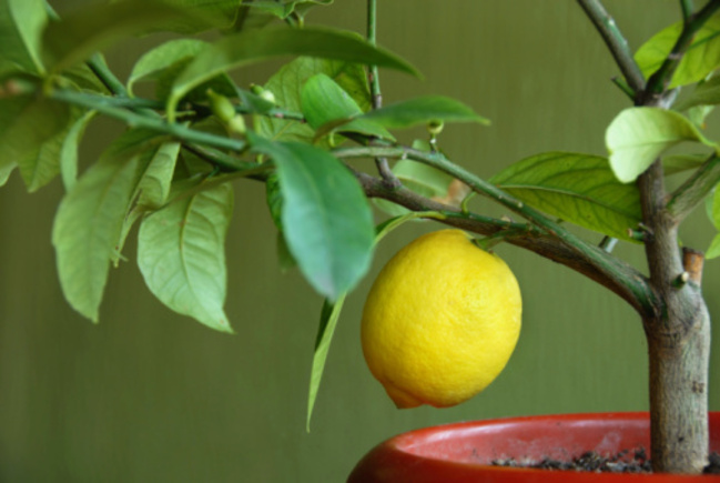  хранене лимони