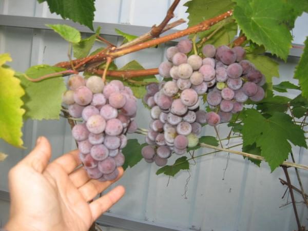  Плодовете за производство на вино е по-добре да се съберат в средата на есента