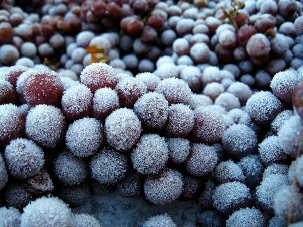  За да направите плодове от лед вино трябва да замръзне