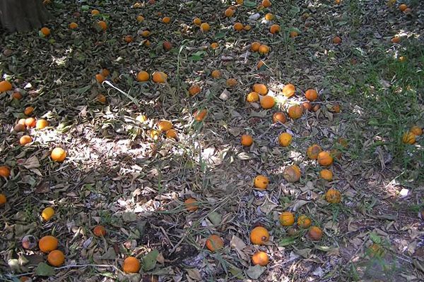  В естествената среда, падналите листа и плодове компенсират липсата на хранителни вещества.