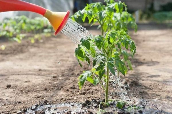  как да се хранят доматените разсад