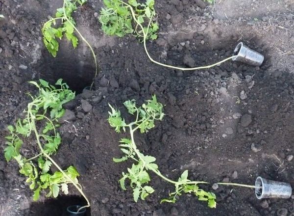  Как да засаждаме обраслите домати на посадъчен материал