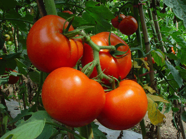  Тименският сорт се препоръчва за отглеждане в оранжерия в южната част на страната