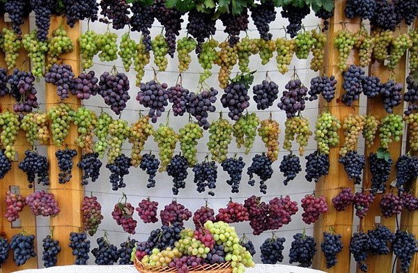  сортове грозде