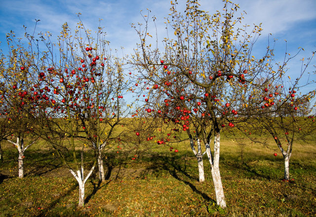  Най-ярки ябълкови дървета през есента