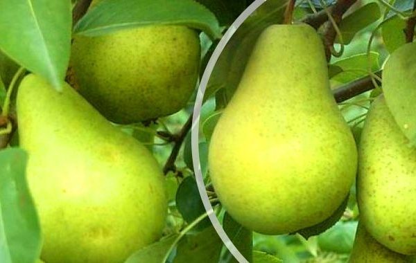  Плодовете от сорта Pervomayskaya могат да бъдат спестени до 8 месеца