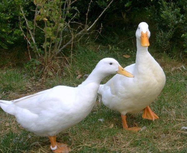  Blagovarskaya патица не е капризно в храната