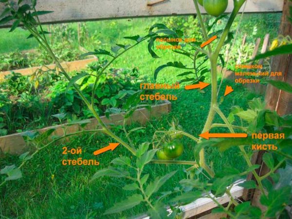  Схемата за премахване на излишните издънки върху домати