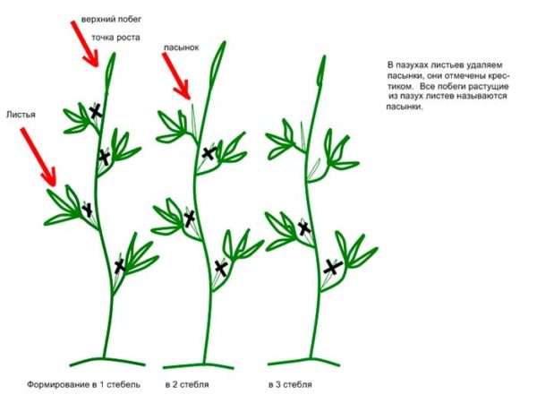  Схема за формиране на храсти в 1-2-3 стъбла